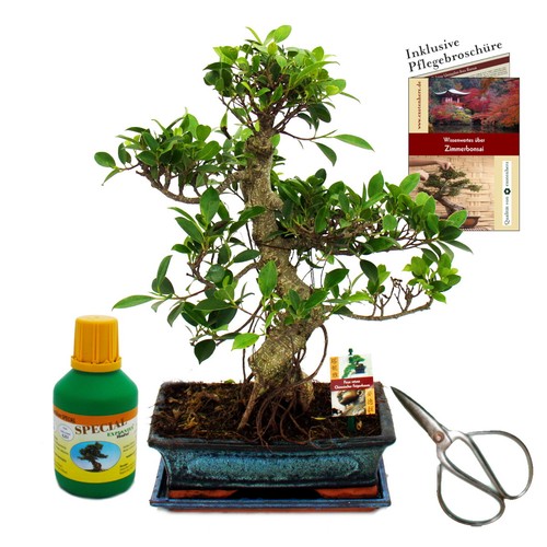 Bonsai chin feigenbaum ficus - bonsai, chin.