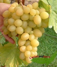 gelbe Traube Arkadia enorm großfruchig und kernarm
