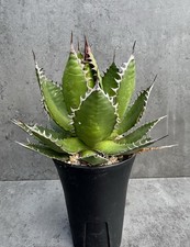 Agave horrida