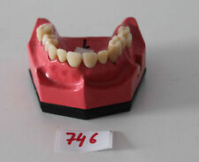 Go Dent Schaumodell Nr.  1