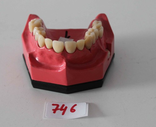 Dent schaumodell 1 - go, nr.