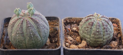 Euphorbia obesa ein schönes - obesa,,