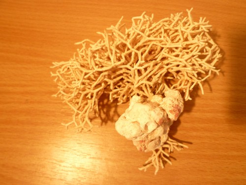 Echte vogel nest korall - echte,
