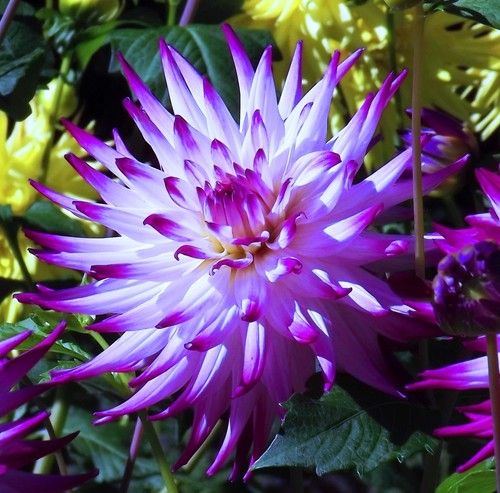 Dahlien - @, (◕‿◕)\@
