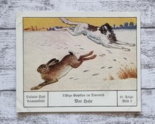 Hase Hunde listige Gesellen