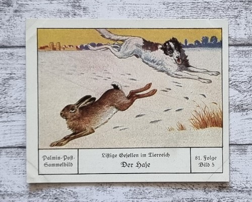 Hase hunde listige - hunde, gesellen