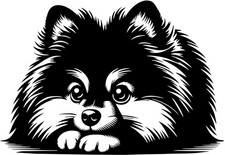 ZWERGSPITZ Pomeranian Aufkleber -  Autoaufkleber - sticker - Zwergspitz Kopf #92