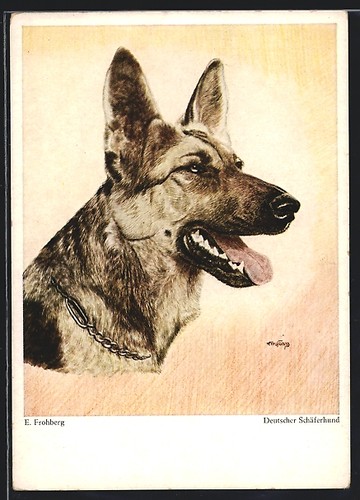 Deutscher schäferhund mit - deutscher,