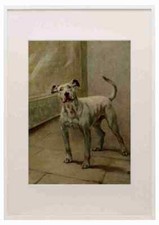 Graf Maud 1864 1943 Power Dog