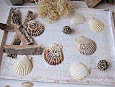 RÄDER DESIGN Jakobsmuscheln klein ca. 7 Stk Tischdeko maritim DEKO neu NP  9€