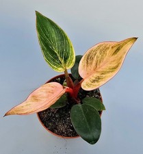 Schöne Philodendron Pink