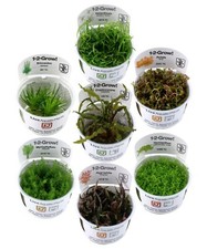 Aquarium pflanzen tropica - pflanzen,