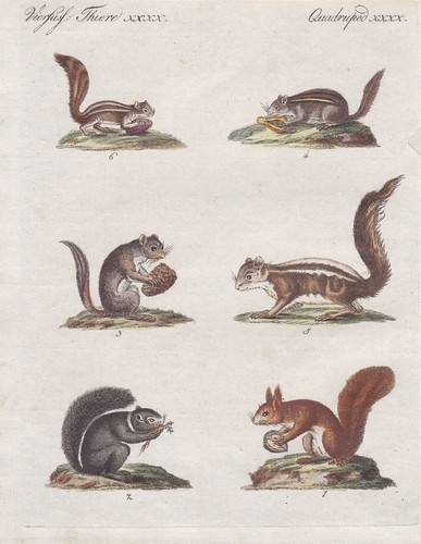 Eichhörnchen squirrel