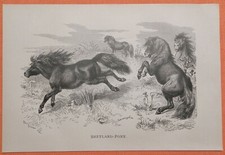 Shetland-Pony Pferd Herde original Holzstich 1887 Shetlandpony