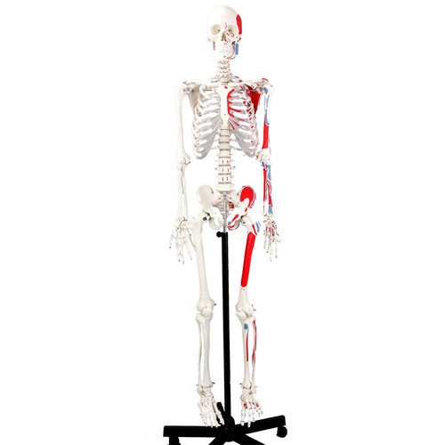 Skelett anatomie modell - skelett,