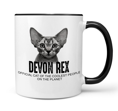 Devon rex devonshire katze - rex,