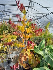 Cercis canadensis 'Eternal Flame' ®, 200cm+ SOLITÄR , orange roter Judasbaum