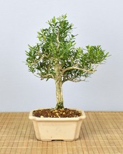 Bonsai Indoor, Chinesischer