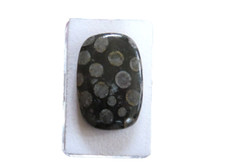 Schwarze Koralle versteinert