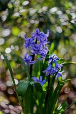 Sony E Fit Objektiv Helios