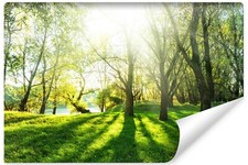 VLIES FOTOTAPETE WALD Bäume