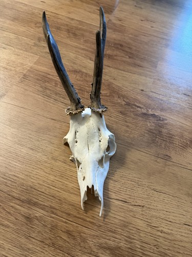 Rehbock schädel mit - rehbock-schädel,