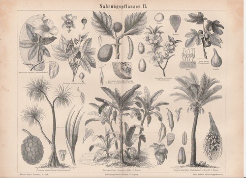 Nahrungspflanzen feigenbaum - nahrungspflanzen,