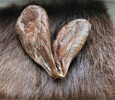 Bibermuskus Castoreum Drüsen