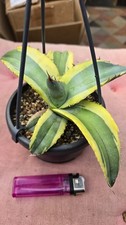 Agave titanota "Tropical Ice" variegata marginata