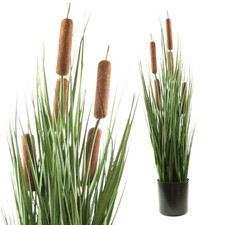 Schilfgras mit Rohrkolben 65