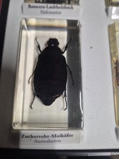 Zuckerrohr Maikäfer Mini