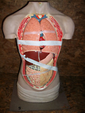 Phywe Gipmodell Lehrmodell menschlicher Körper Anatomiemodell Torso Nr.5 