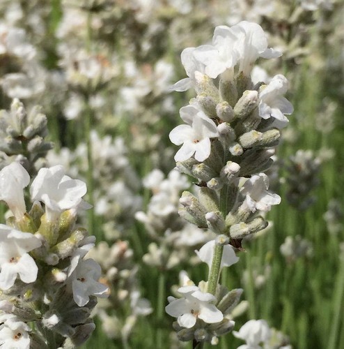 Echter lavendel edelweiß - echter,