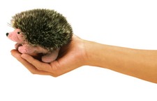 Fingerpuppe IGEL Igelpuppe