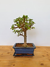 Zimmerbonsai Bonsai Jadebaum
