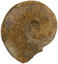 Dogger  Brasilia bradfordensis