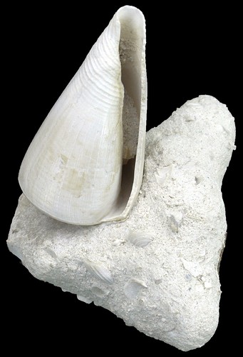 Pliozän conus - conus, (contraconus)
