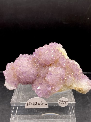 Kaktus amethyst mpumalanga - amethyst,