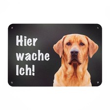 Labrador Hellbraun  „HIER
