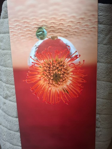 Zen konvolut gedruckte - zen,