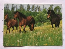 AK Postkarte Pferde, Schweden, Quality Card of Scandinavia, Kaltblut u. Warmblut