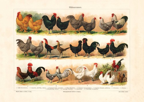 Hühnerrassen historischer