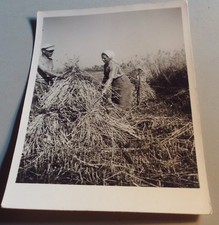 Altes Foto Landwirtschaft Bauern Kornernte  1939 (389)