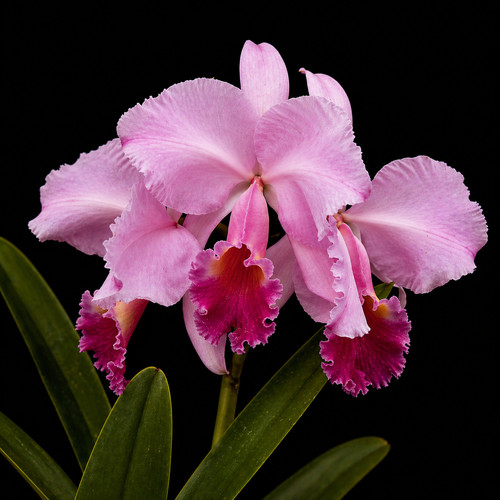 Cattleya trianae tipo - , –