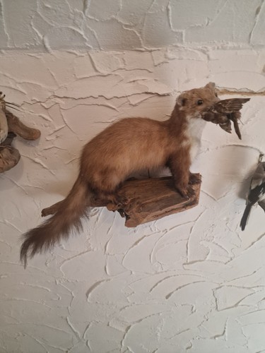 Tierpräparat marder groß mit - tierpräparat,
