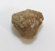 Crinoide, Stelidocrinus