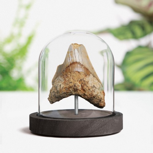 Zoll megalodon haizahn - zoll,