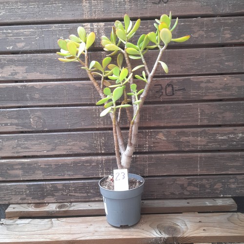 Geldbaum pfenningbaum crassula - geldbaum,