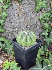 Astrophytum Asterias Kikko Fukuryu,Ariocarpus, Kakteen