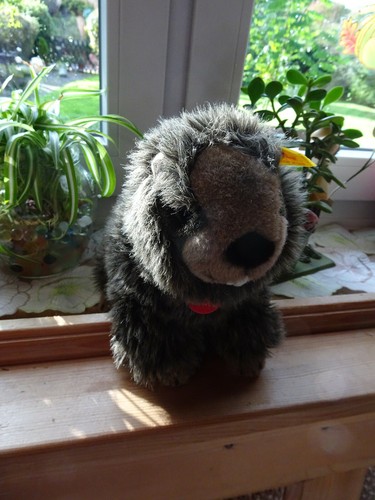 Murmeltier paddy von - ,